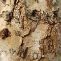 Betula nigra 'Heritage' ecorce